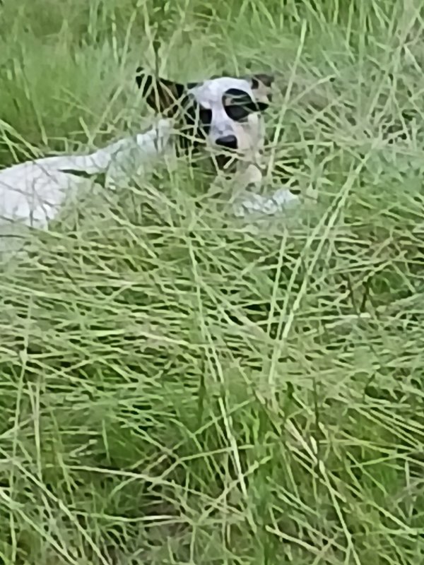 Lost Australian Cattle Dog 