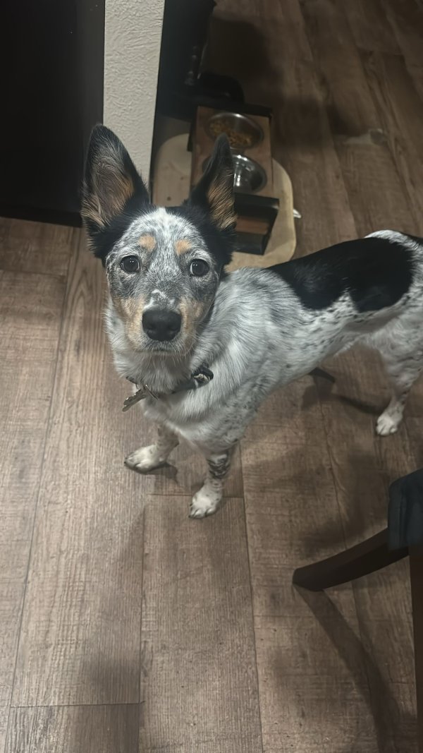 Lost Australian Cattle Dog 