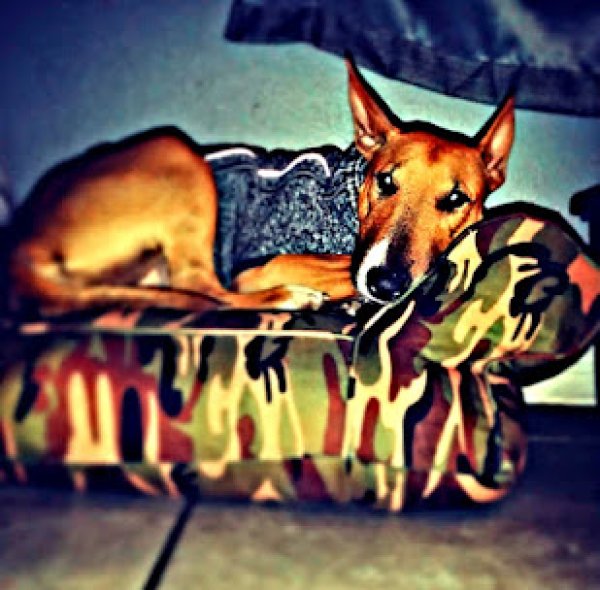 Lost Bull Terrier in California