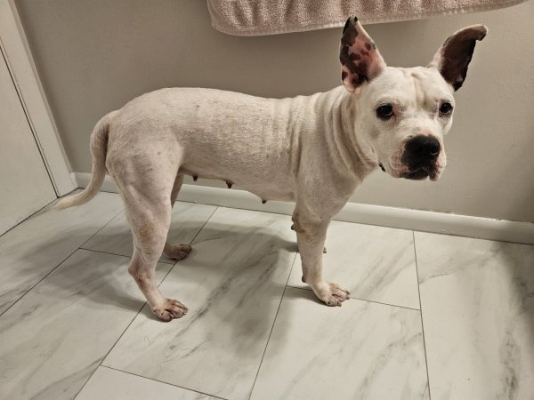 Found Pit Bull 