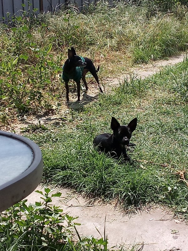Lost Chihuahua in Los Angeles, California