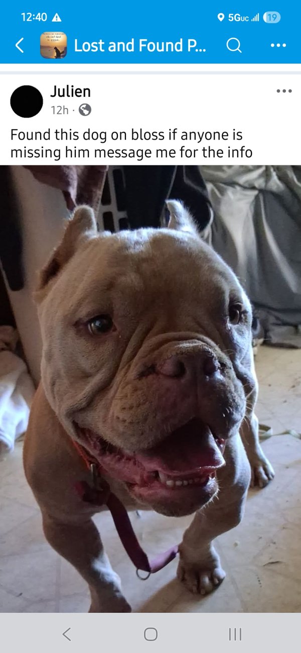 Found English Bulldog in California