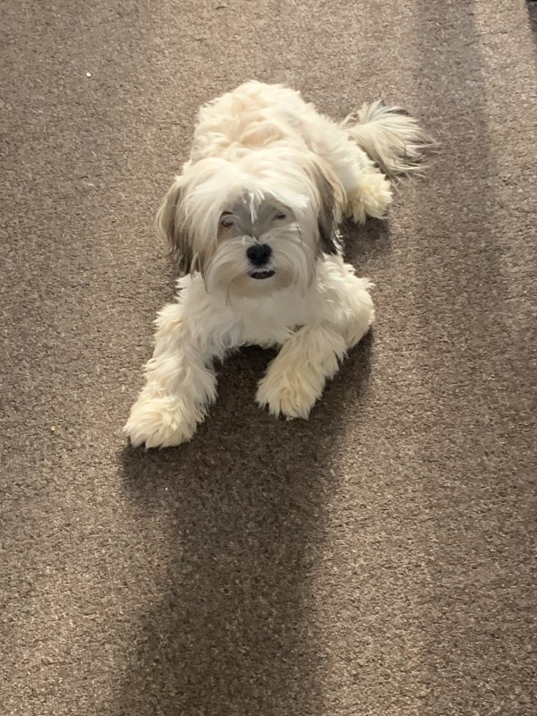 Lost Shih Tzu in Michigan