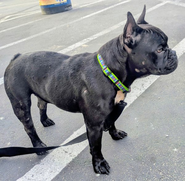 Found French Bulldog in California