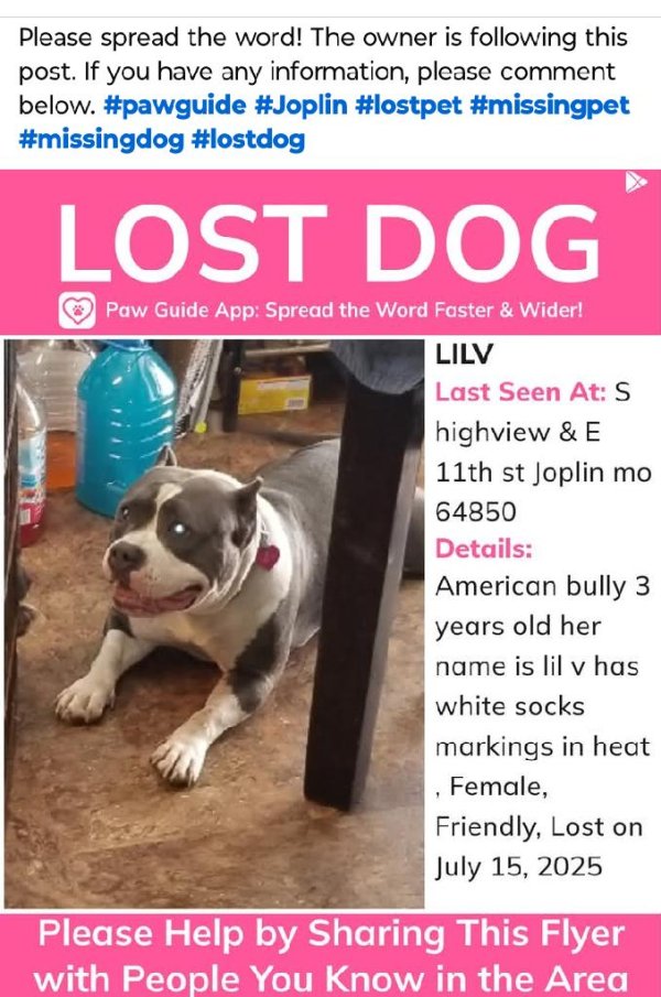 Lost American Bulldog in Missouri
