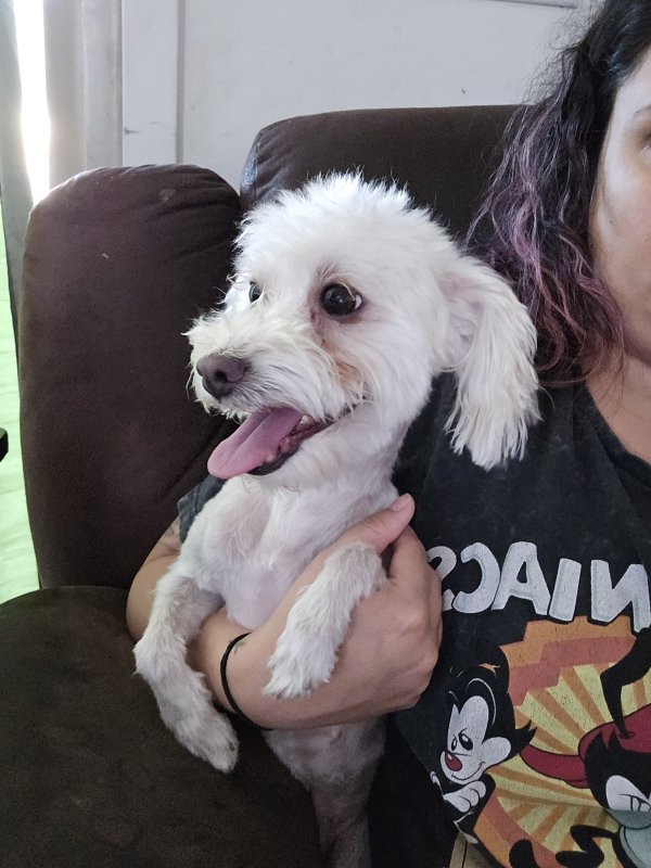 Lost Poodle in Arizona