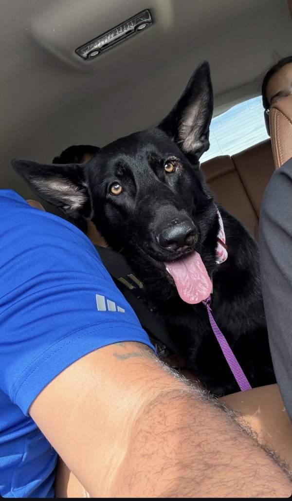 Found German Shepherd Dog in Katy, Texas