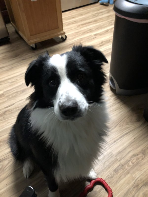 Lost Australian Shepherd in Indiana