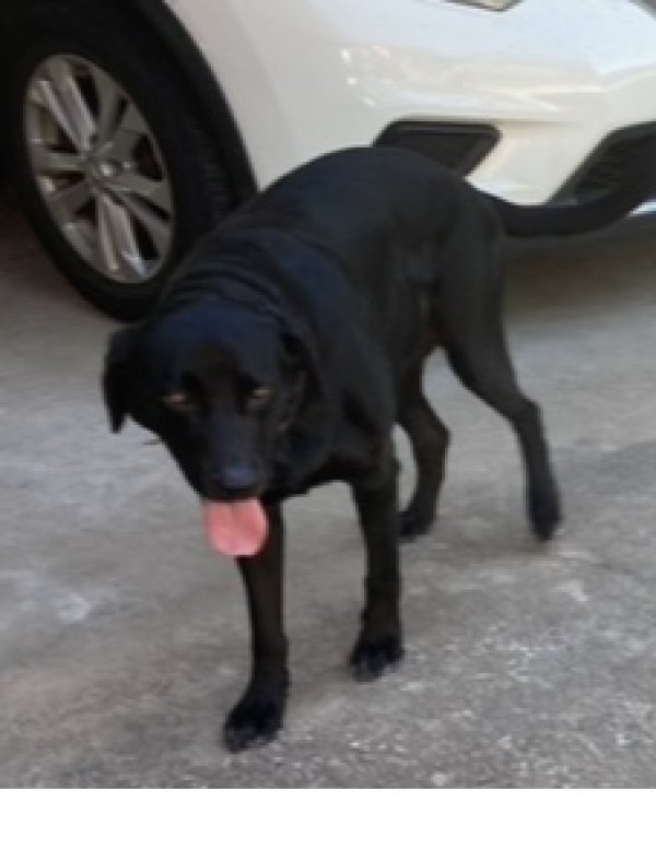Lost Labrador Retriever in Texas
