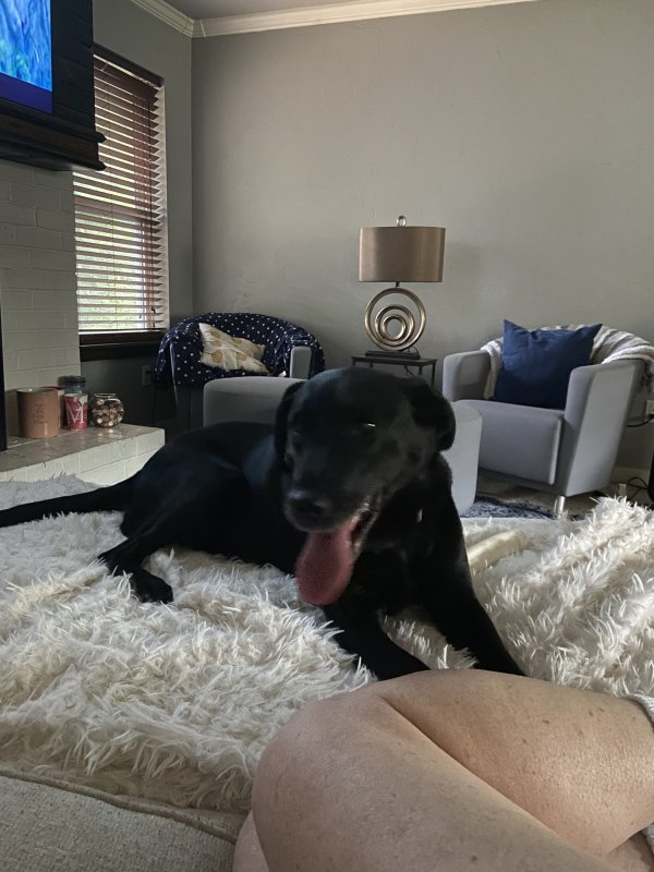 Found Labrador Retriever 