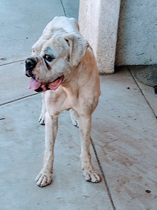 Found Boxer 