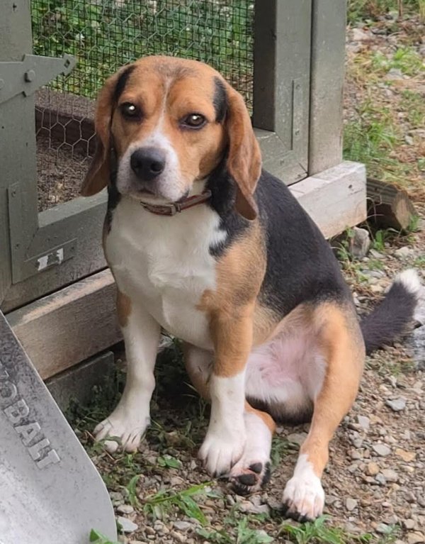 Lost Beagle in Indiana