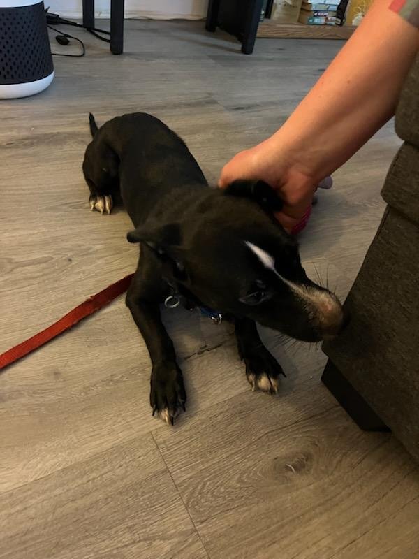 Found Dog in Chicago, IL