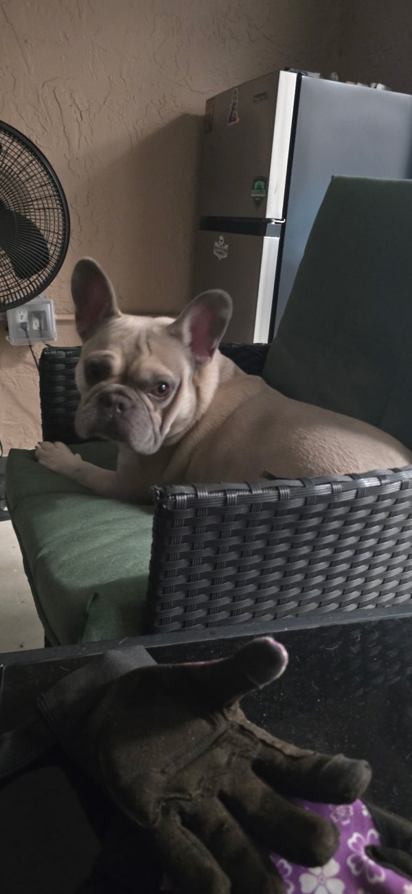 Lost French Bulldog in Miami, Florida