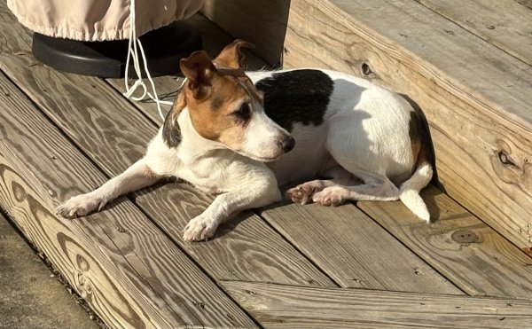 Lost Jack Russell Terrier in Pennsylvania