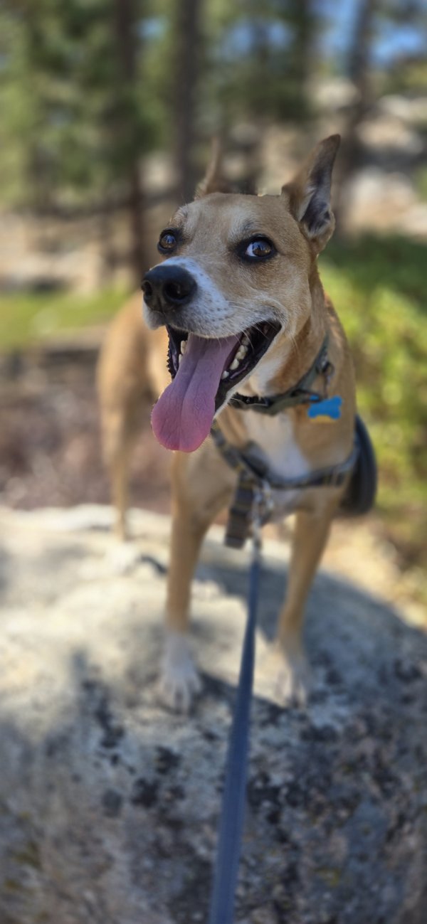 Lost Labrador Retriever in California