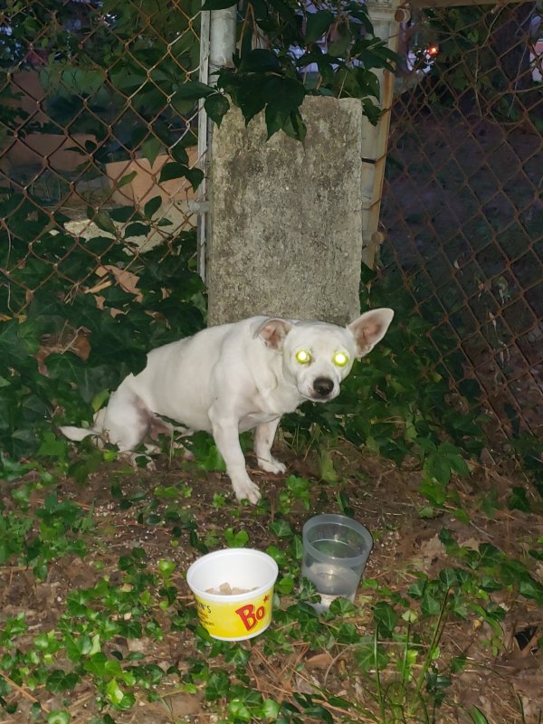 Found Mutt 