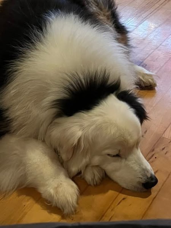 Lost Australian Shepherd in Ohio