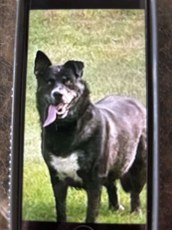 Found Dog in Center, ND