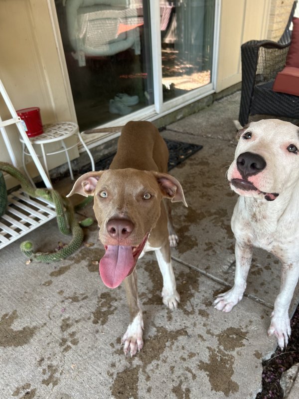 Found Pit Bull in Texas