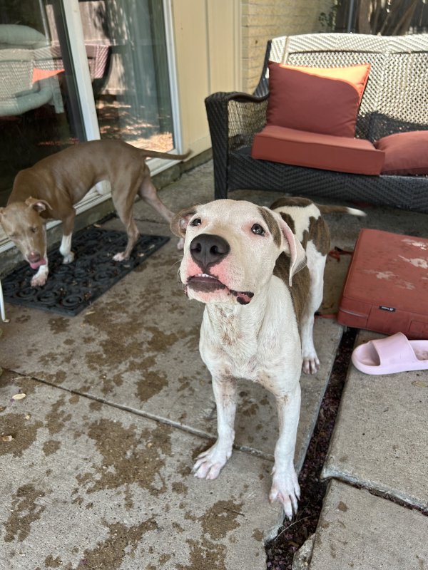 Found Pit Bull in Texas