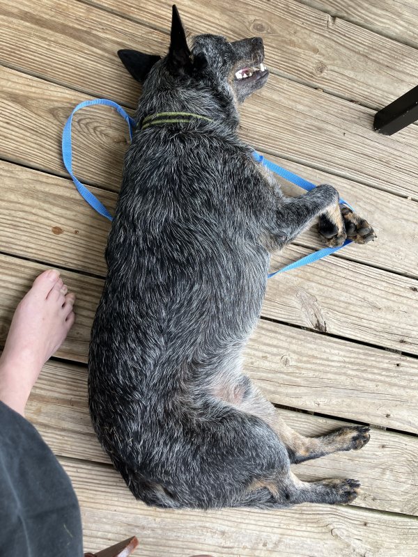 Found Australian Cattle Dog 