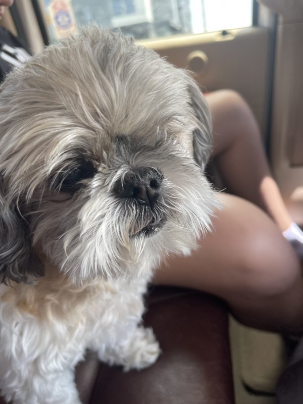 Lost Shih Tzu in Colorado