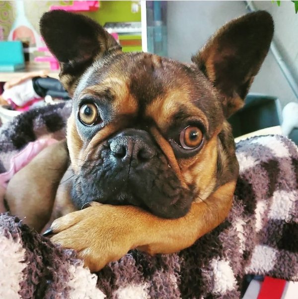 Lost French Bulldog in Colorado