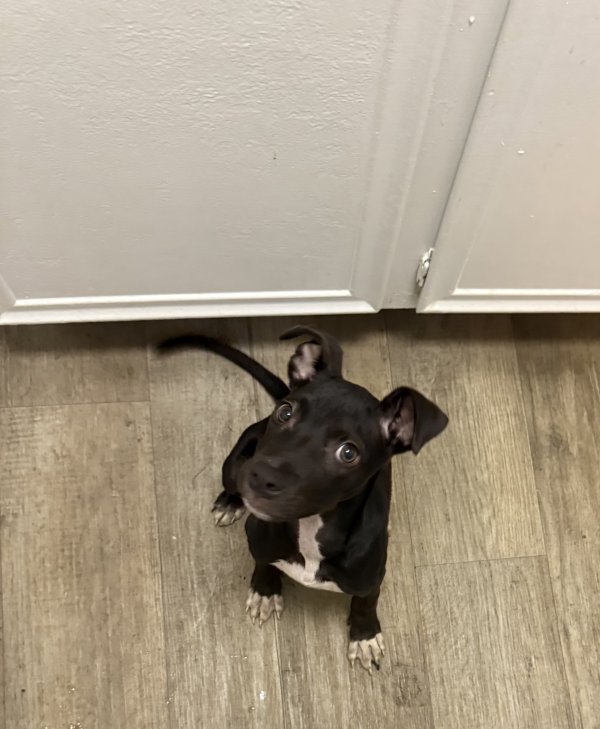 Found Dog in Houston, TX
