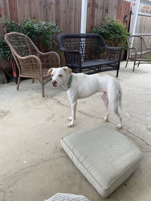 Found Mutt 