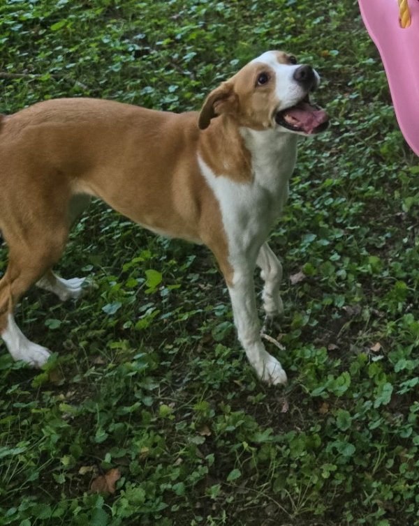 Found Mutt 