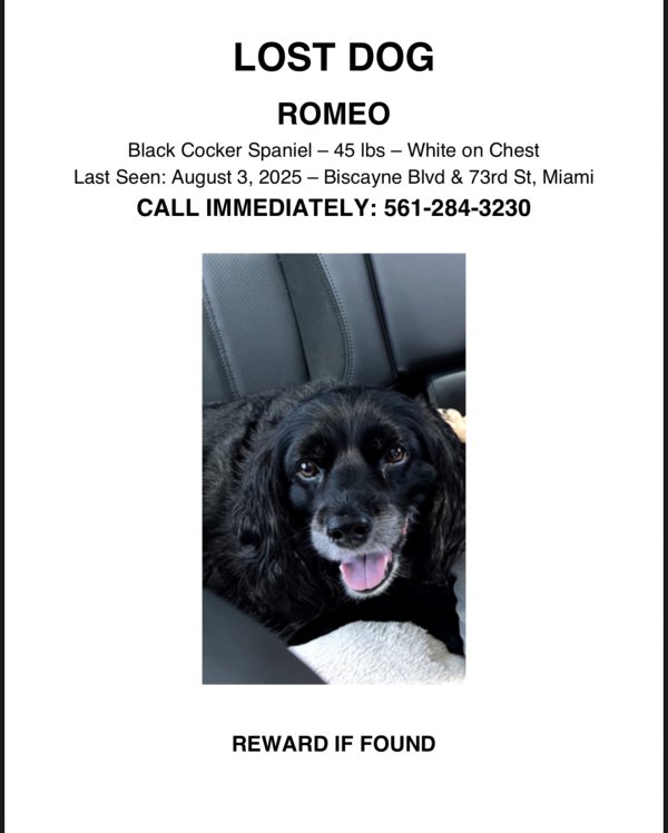 Lost Cocker Spaniel in Miami, Florida