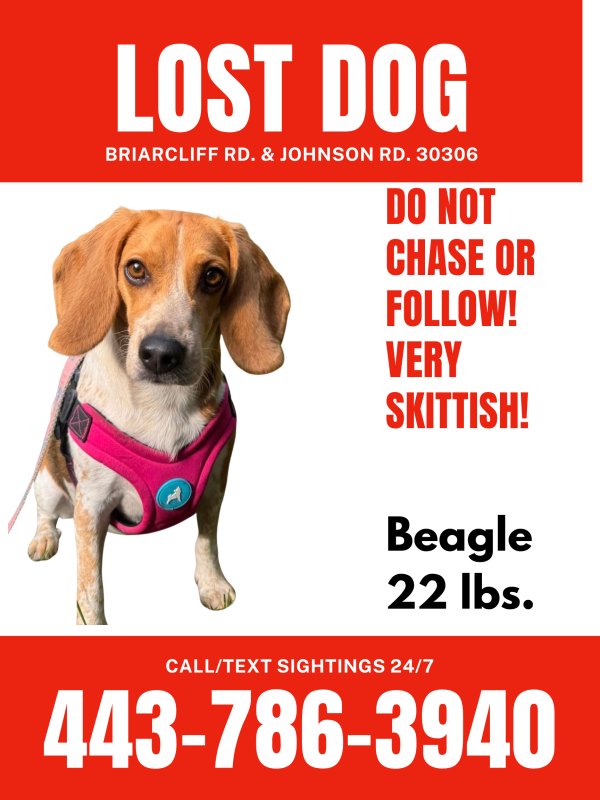 Lost Beagle in Georgia