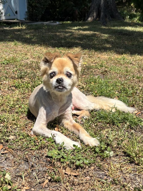 Lost Chihuahua in Florida