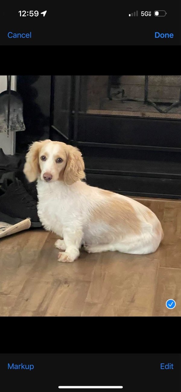 Lost Dachshund in Tennessee