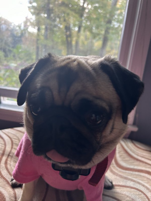 Lost Pug in North Granby, CT
