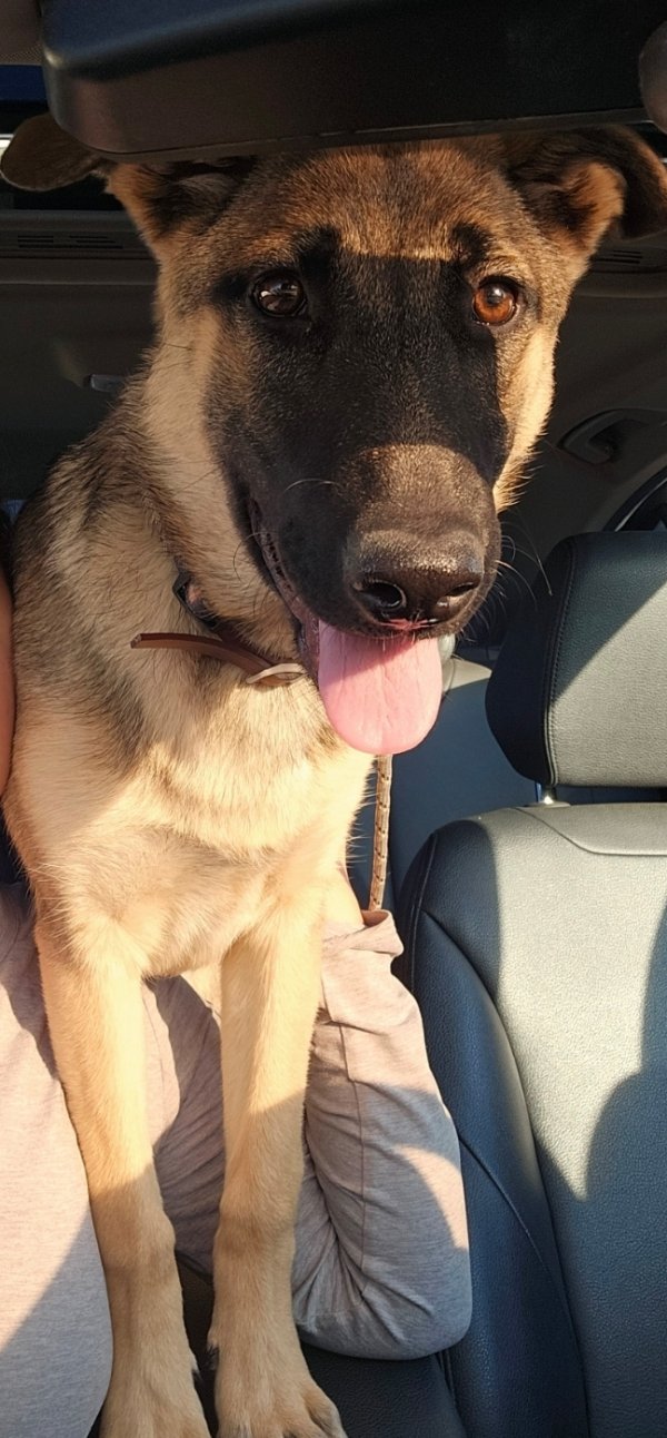 Lost German Shepherd Dog in New Mexico