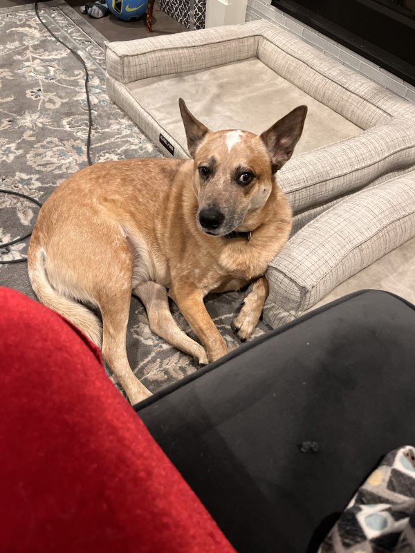 Lost Australian Cattle Dog 