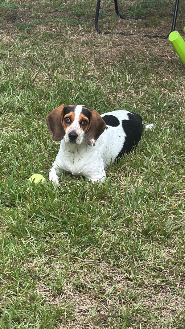 Lost Beagle in Saint Petersburg, Florida