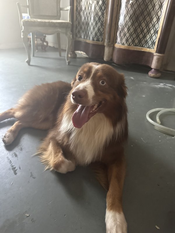 Lost Australian Shepherd in Georgia