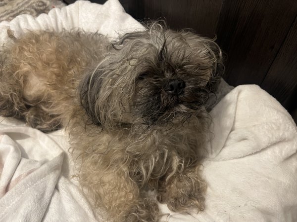 Found Shih Tzu 