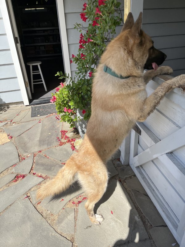Found German Shepherd Dog 