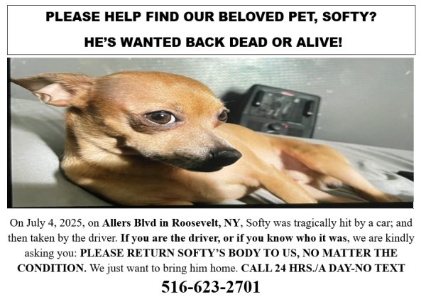 Lost Chihuahua in New York