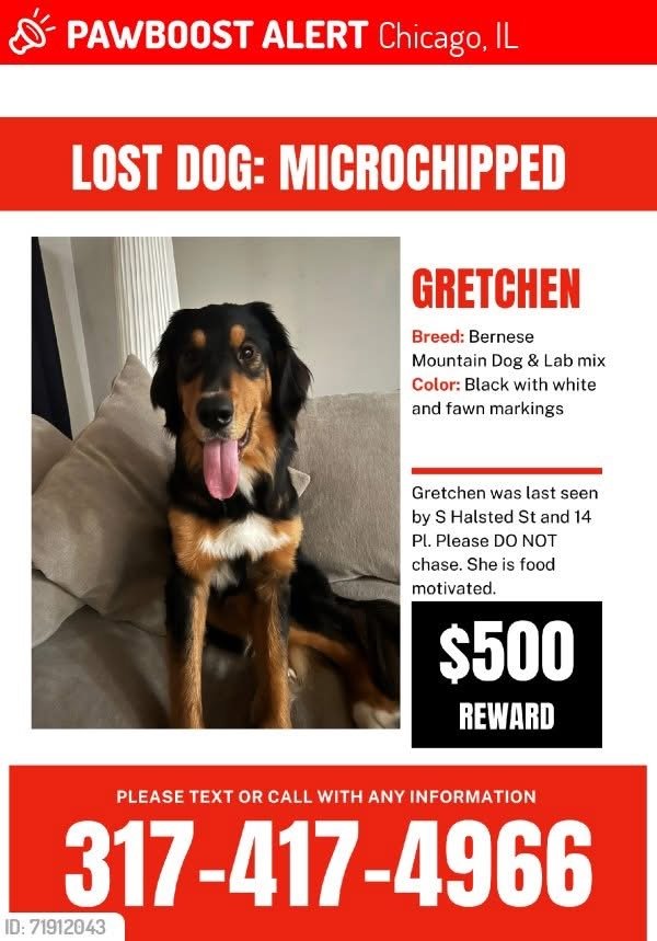 Lost Bernese Mountain Dog in Chicago, Illinois