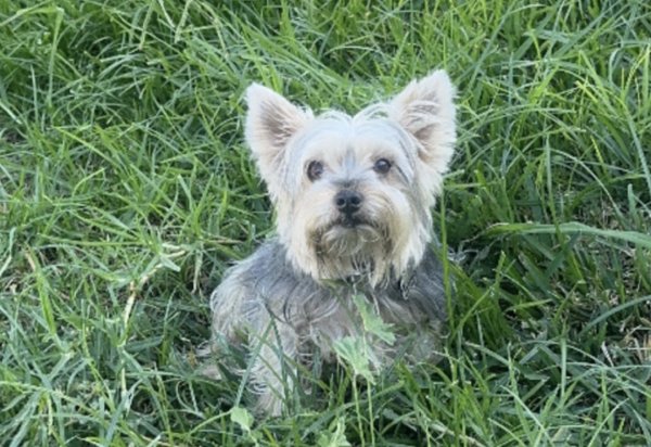Lost Yorkshire Terrier in Riverside, California