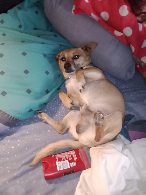 Lost Chihuahua in Colorado