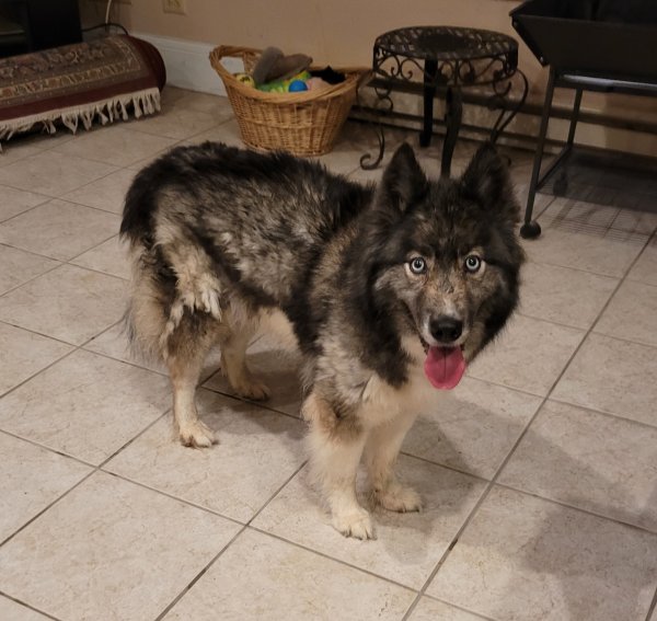 Found Alaskan Malamute 
