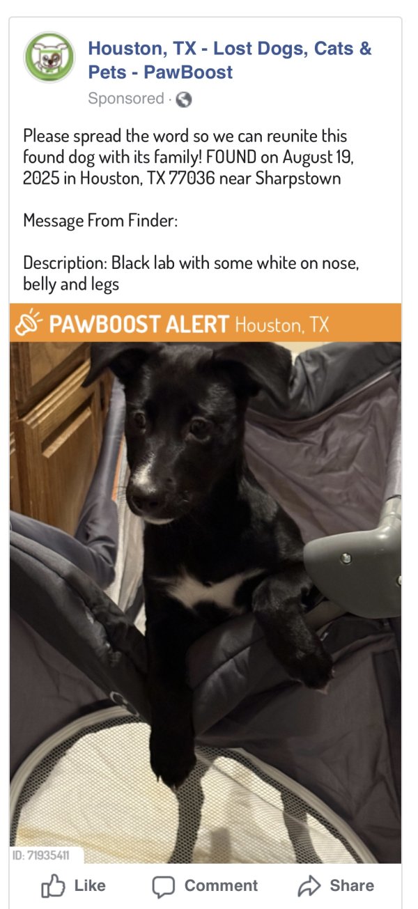 Found Labrador Retriever 