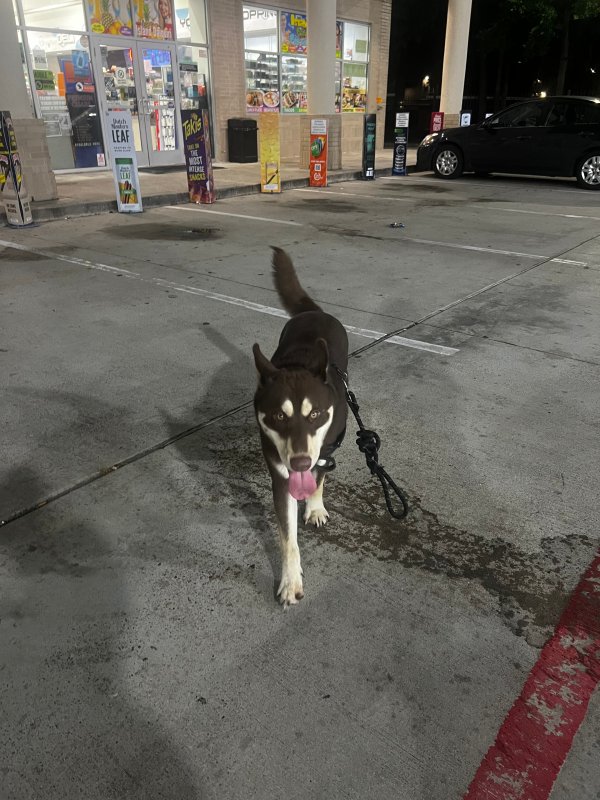 Found Siberian Husky 