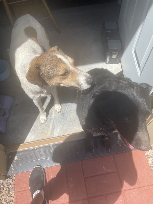 Found Labrador Retriever 